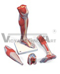 Lower Muscle Leg Model with detachable Knee, 3 part, Life Size